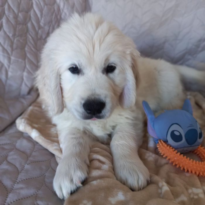 Szczeniak Golden Retriever ZkwP FCI