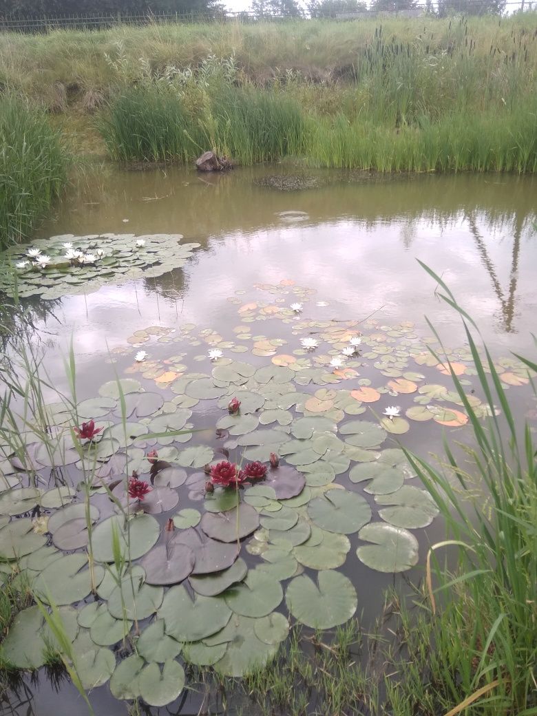 Водяні лілії з власної водойми