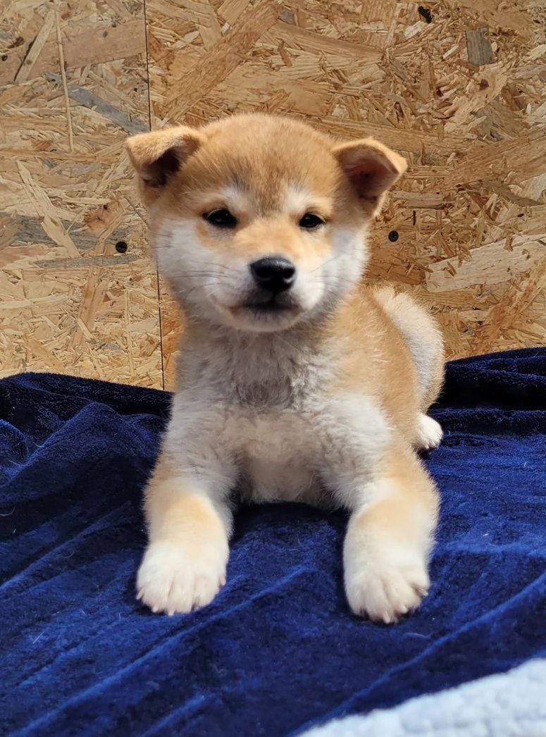 Shiba inu piesek ! Gotowy do odbioru