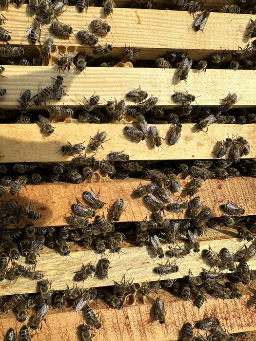 Бджолопакети карпатської породи