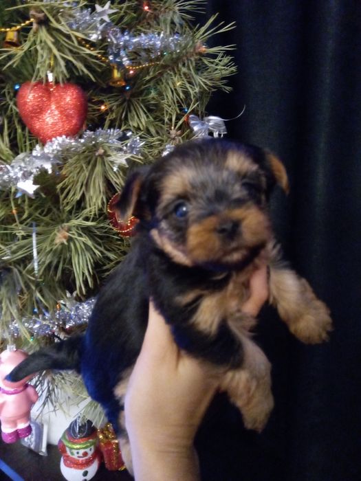 Девченки йорочки Одесса