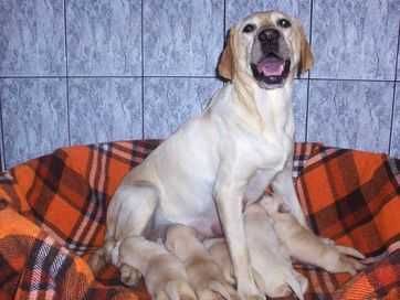 Labrador Retriever szczeniaczek biszkoptowy