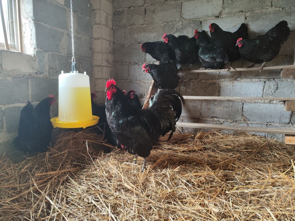 Australorp jaja lęgowe