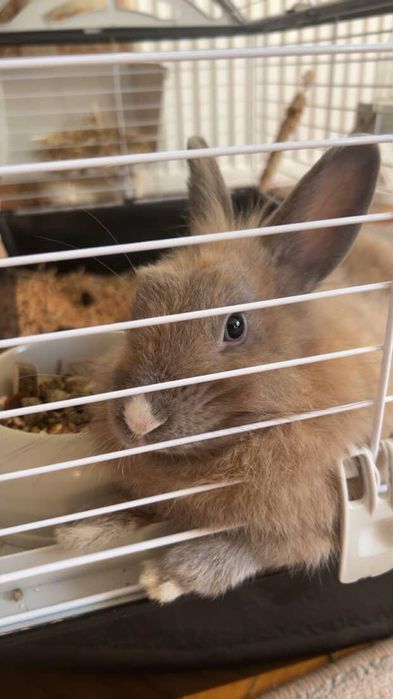 Декоративний кролик, разом з кліткою