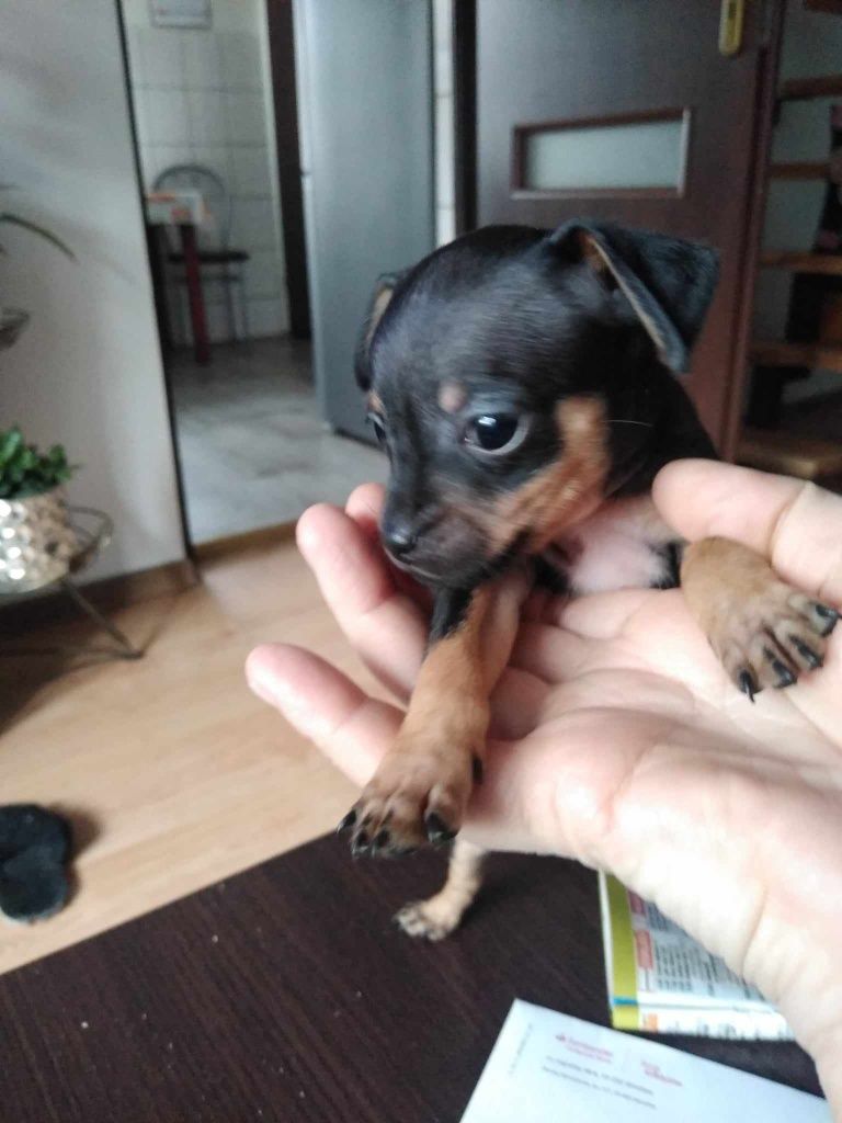 Pinczer miniaturowy