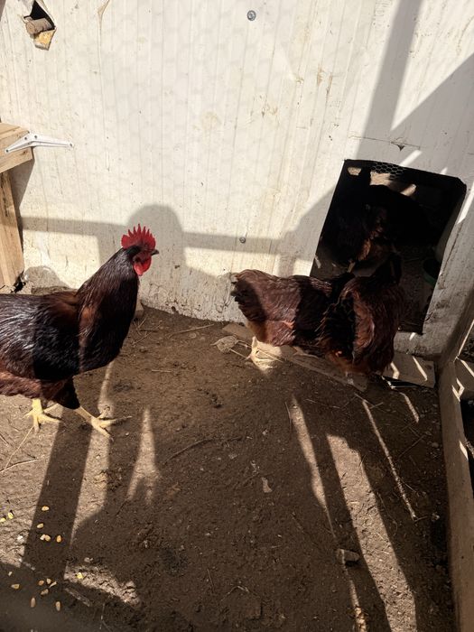 para o fim do ano  ovos galados rhode island red