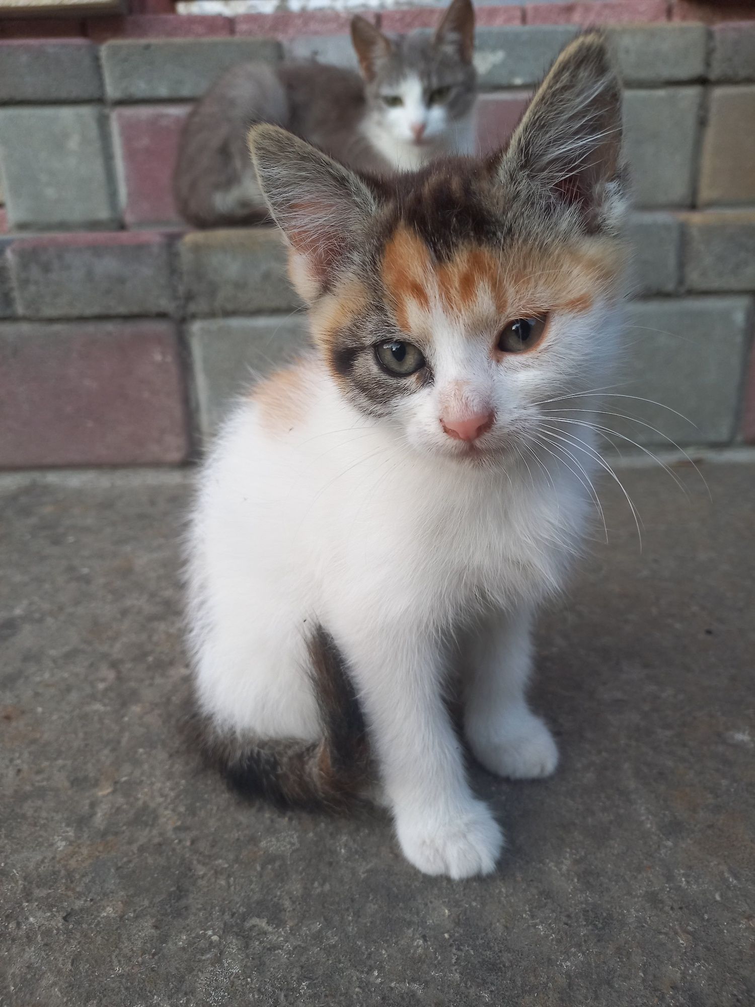 КОШЕНЯТА безкоштовно