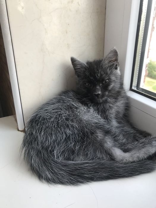 Кошеня. Кіт. Киця.