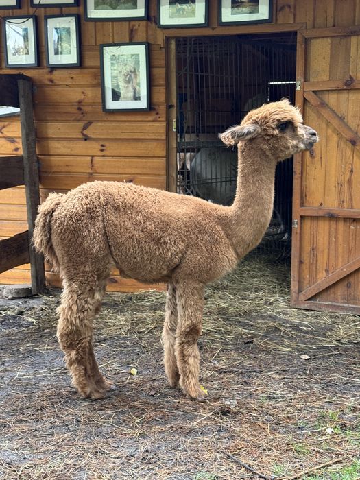 Alpaka premium samiec, samice, Alpagi