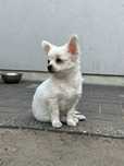 Suczka chihuahua
