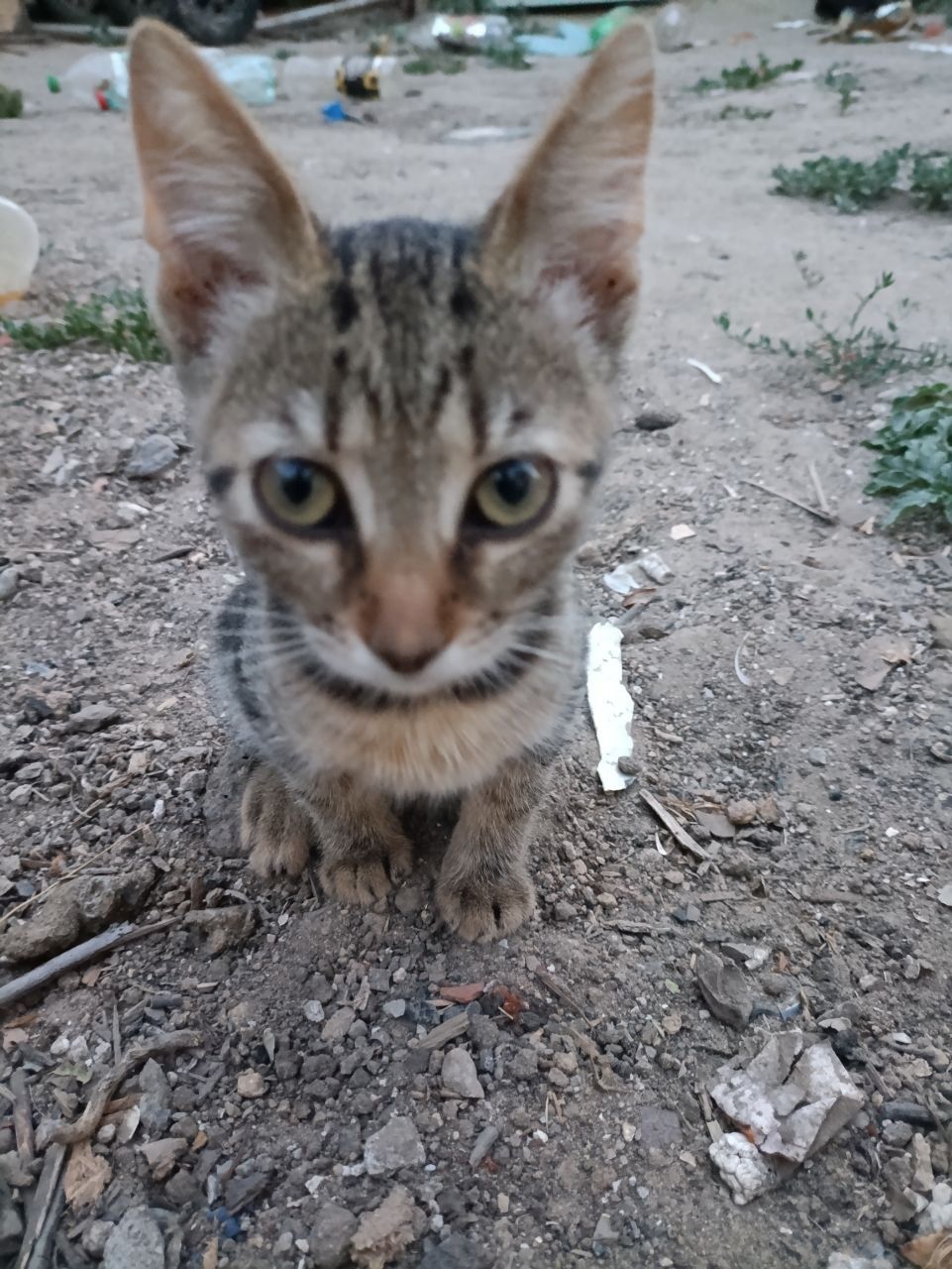 три кошички ищут хозяев