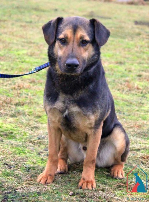 Jungi - cudowny piesek wypatruje smutnymi oczami domu  odmień jego los