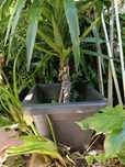 Planta yuca 150cm