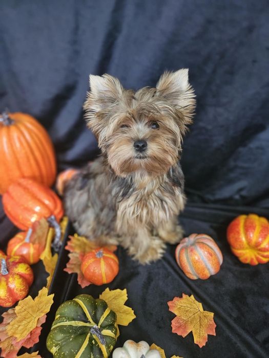 Yorkshire terrier Ocean Pearl suczka