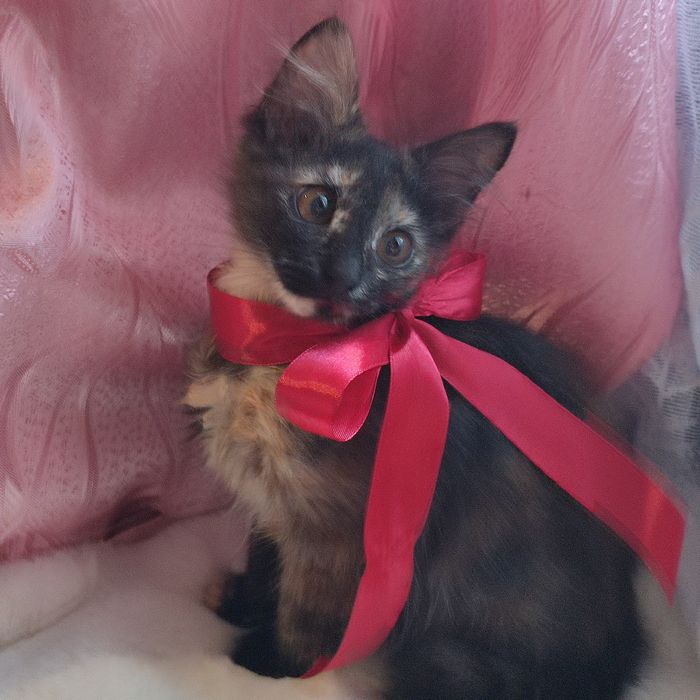 Кошенята в добрі руки