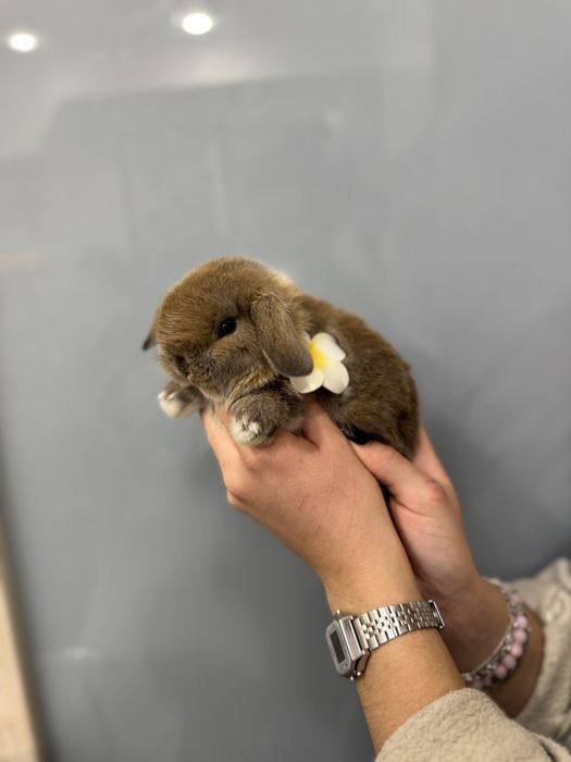 Шоколадні деклративні карликові кролики супер міні