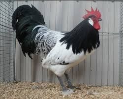 Koguty lakenfelder volwerk ayam cemani