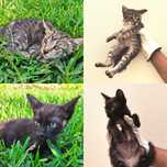Gatinhos bebés (2 meses) para adoção responsável