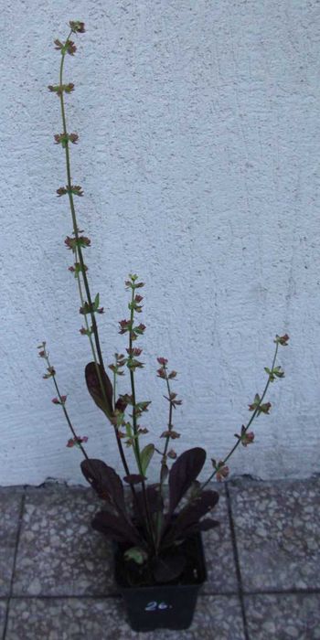 SZAŁWIA Purple Knockout - sadzonki w doniczkach !!