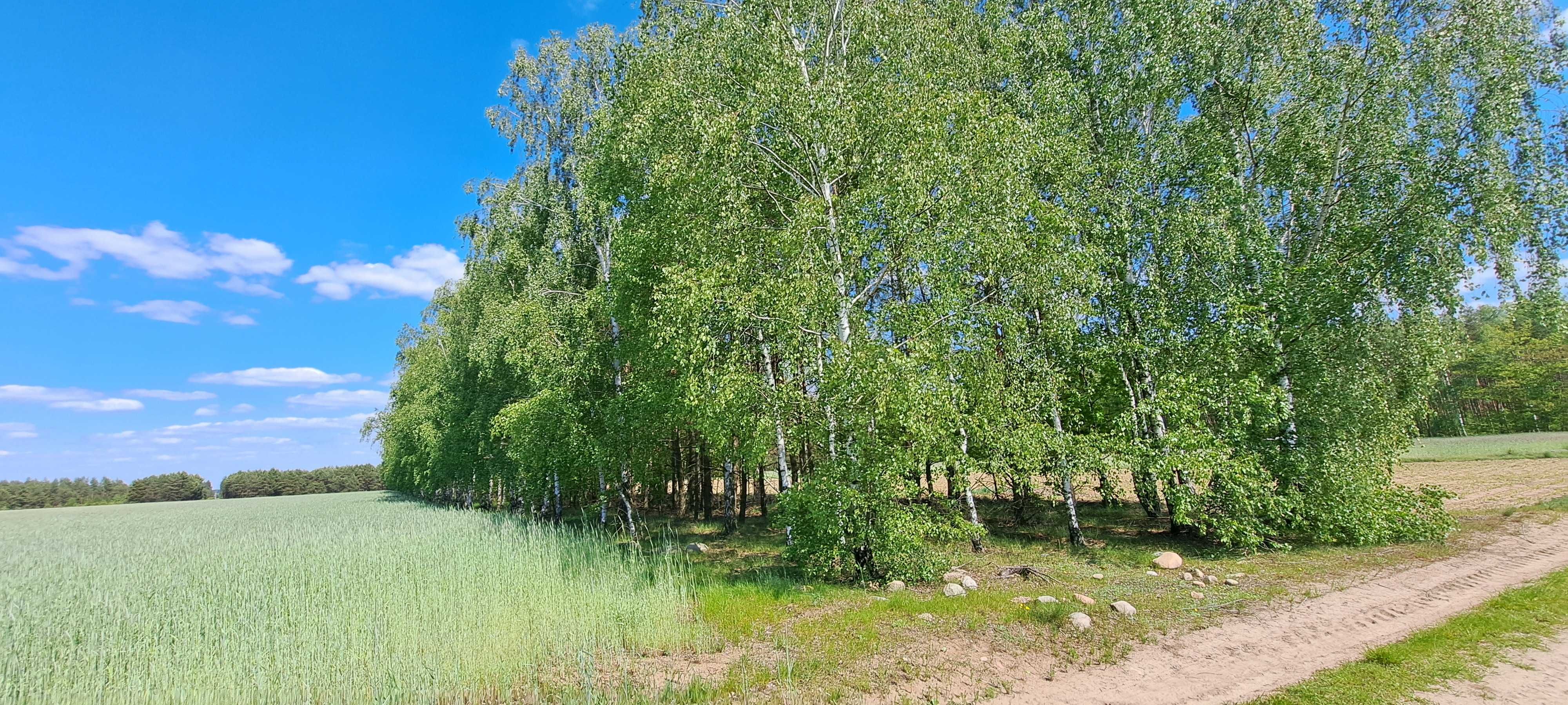 Sprzedam las z działką 11576 m2