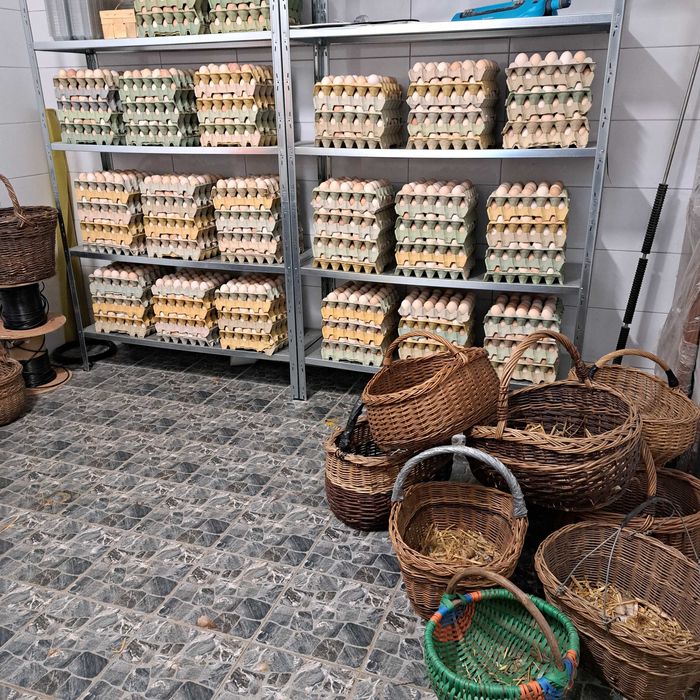 jajka hurt detal wolnowybiegowe