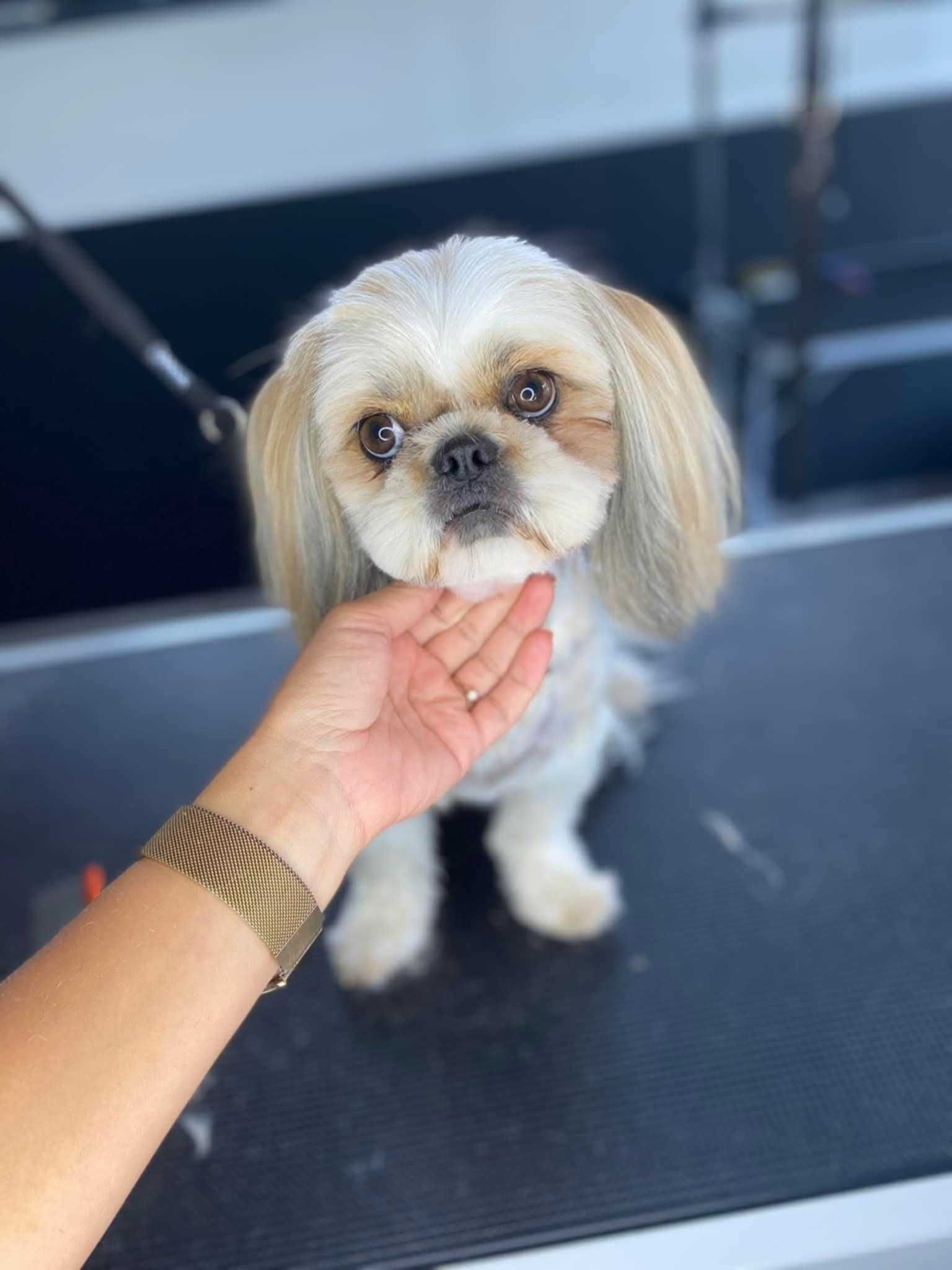 Szczeniaczek Shih-Tzu