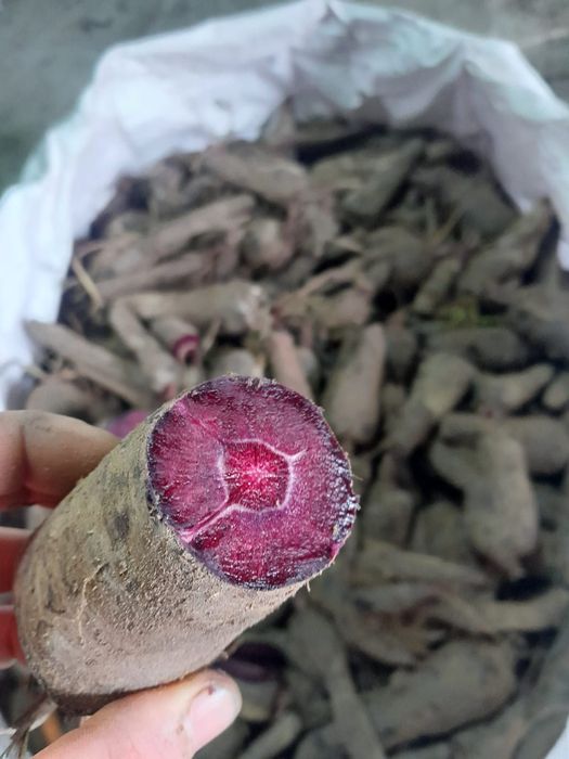 Marchew odmiana Deep purple czarna fioletowa barwniki