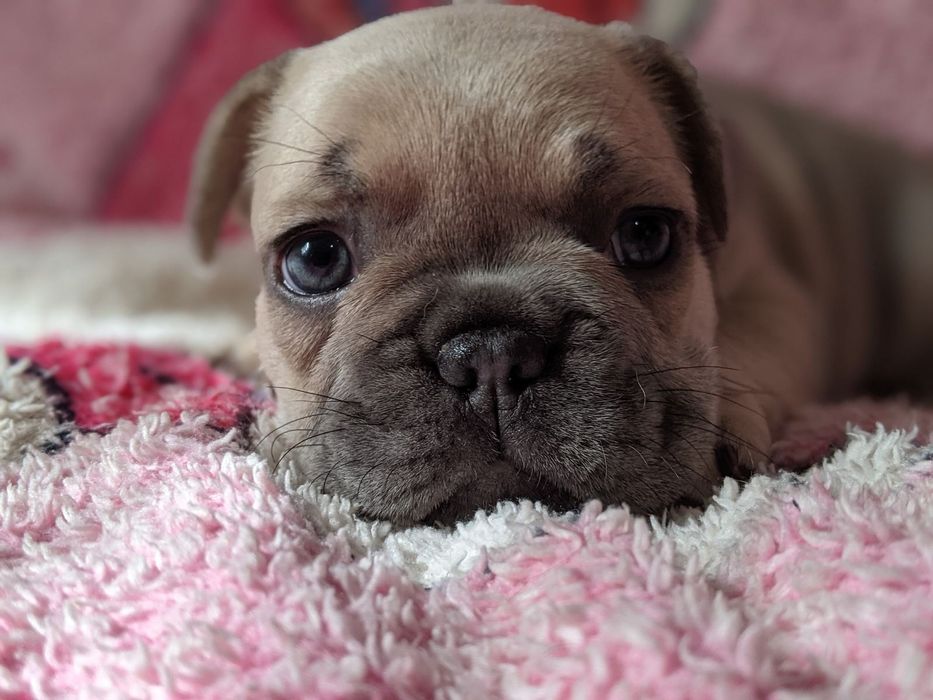 Дівчинка французького бульдога