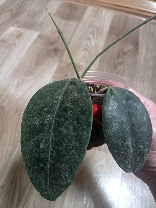 Хойя Hoya Hamiltoniorum EPC 962