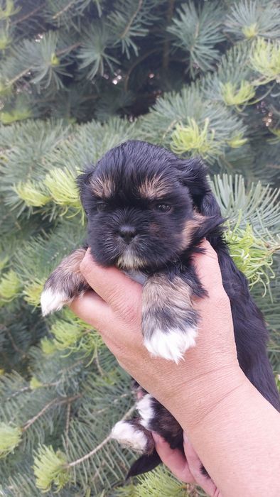 Shih-tzu czarna dziewczynka