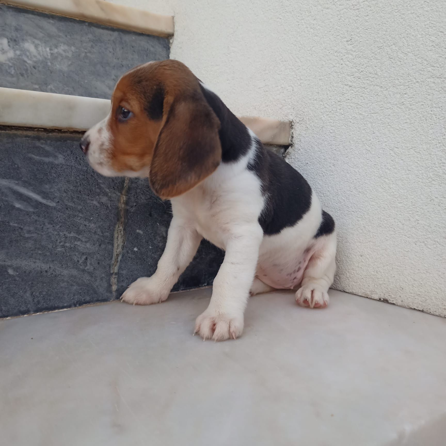 Beagle bebé super simpatico