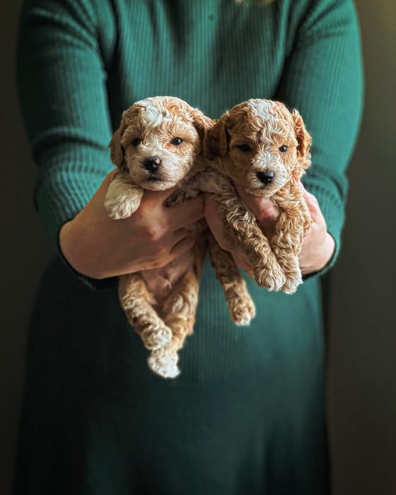 Bichpoo/ Poochon ( Maltipoo, Cavapoo)