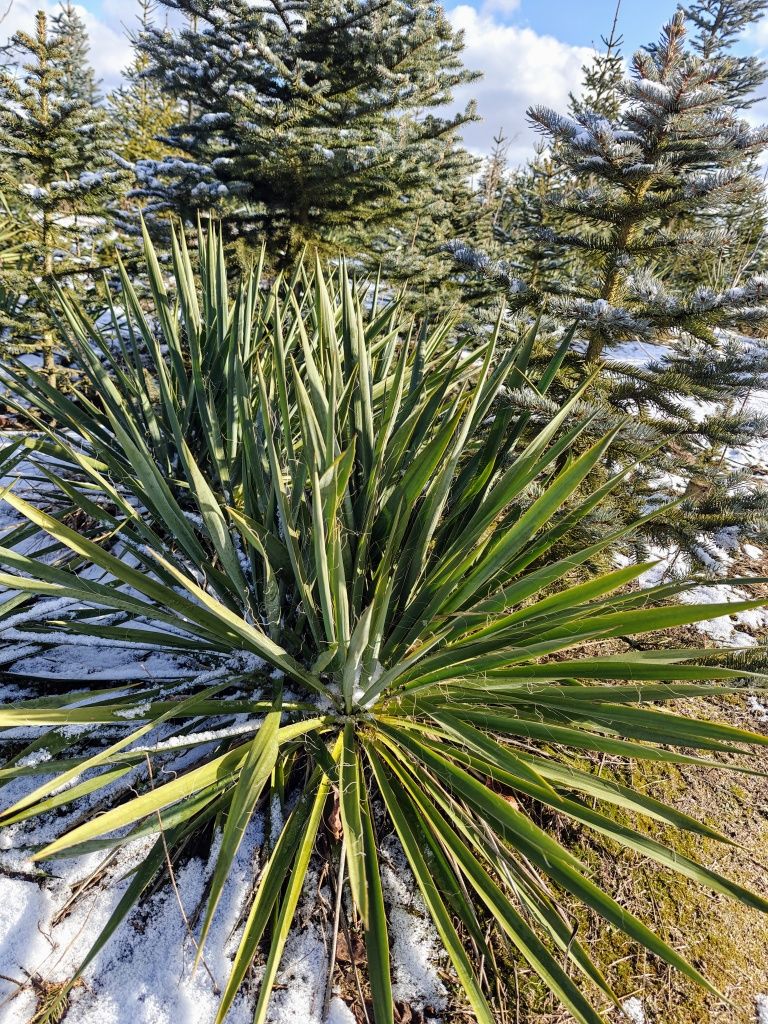 Juka ogrodowa z własnej plantacji, cis kolumnowy