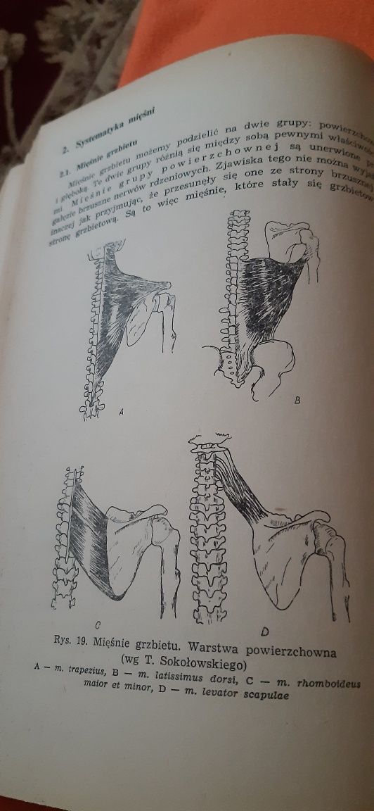 Zarys Anatomii Funkconalnej Człowieka  dla studentów biologii