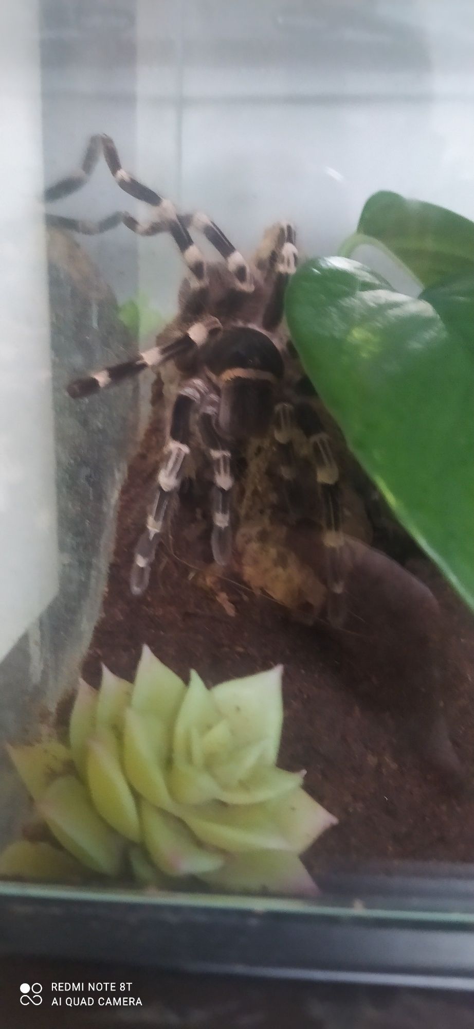 Terrarium z mieszkańcami x5