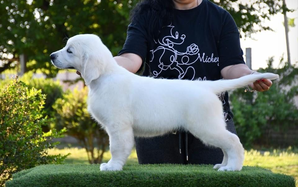 Цуценята Золотистого ретривера