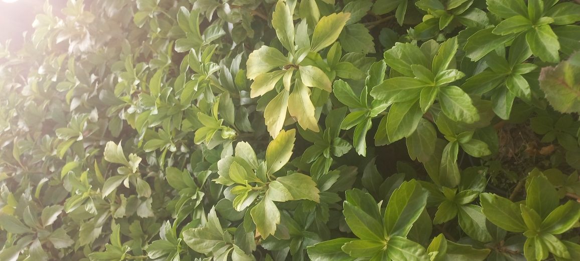 Runianka japońska - Green Carpet - zimozielony dywan