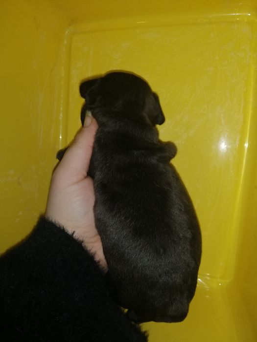 Французики Чистокровні хлопчики та дівчатка є доставка з рук в руки