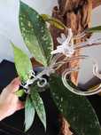 Hoya sp. Aceh, hoja kolekcjonerska