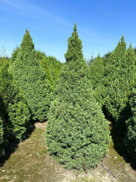 Świerk Conica - producent