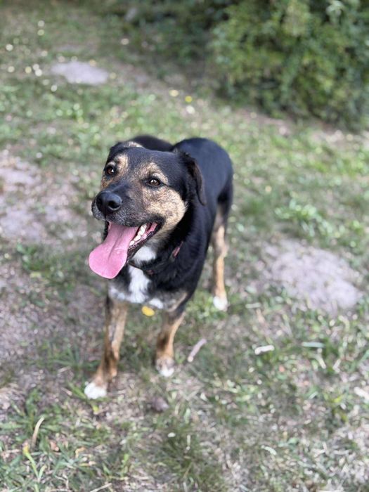 Piesek do Adopcji samiec