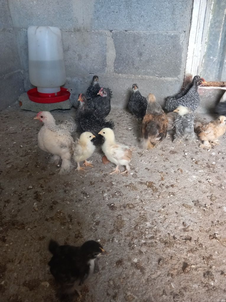 Vendo Pintos pekins