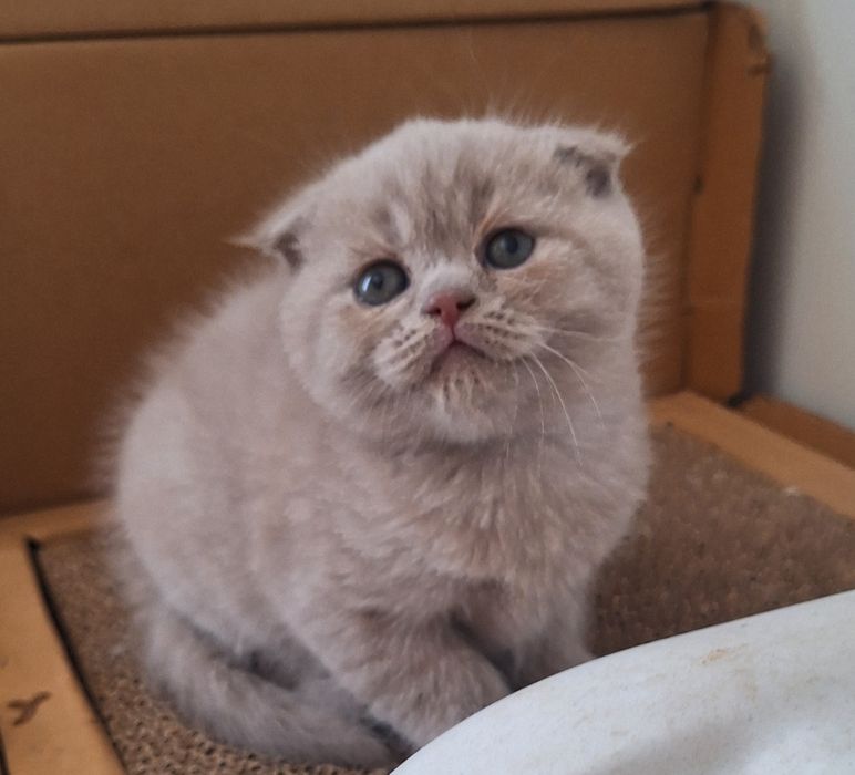 Fêmea scottish fold lilás