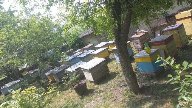Продам   Вулики   можливо з  бджолами
