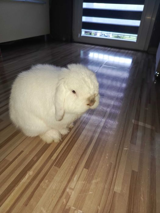 Królik Mini Lop 3lata