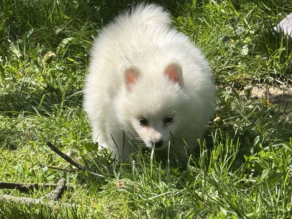 Pomeranian szpic miniaturowy suczka biala z rodowodem