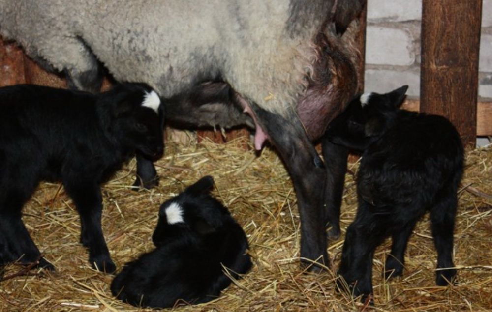 Продам вівці баранчики  ярки домашні