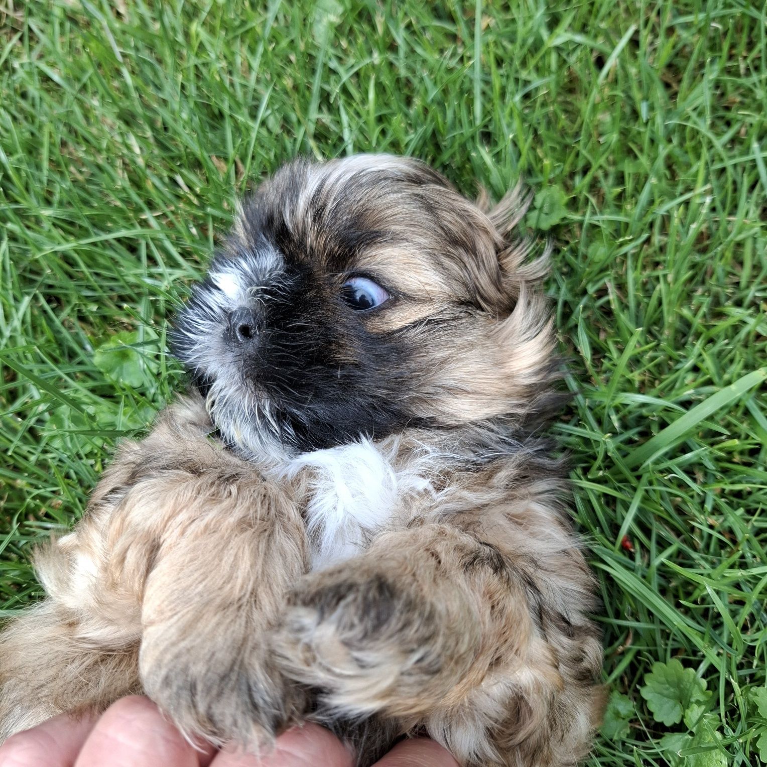 Pies samiec Shih tzu do odbioru koniec lipca