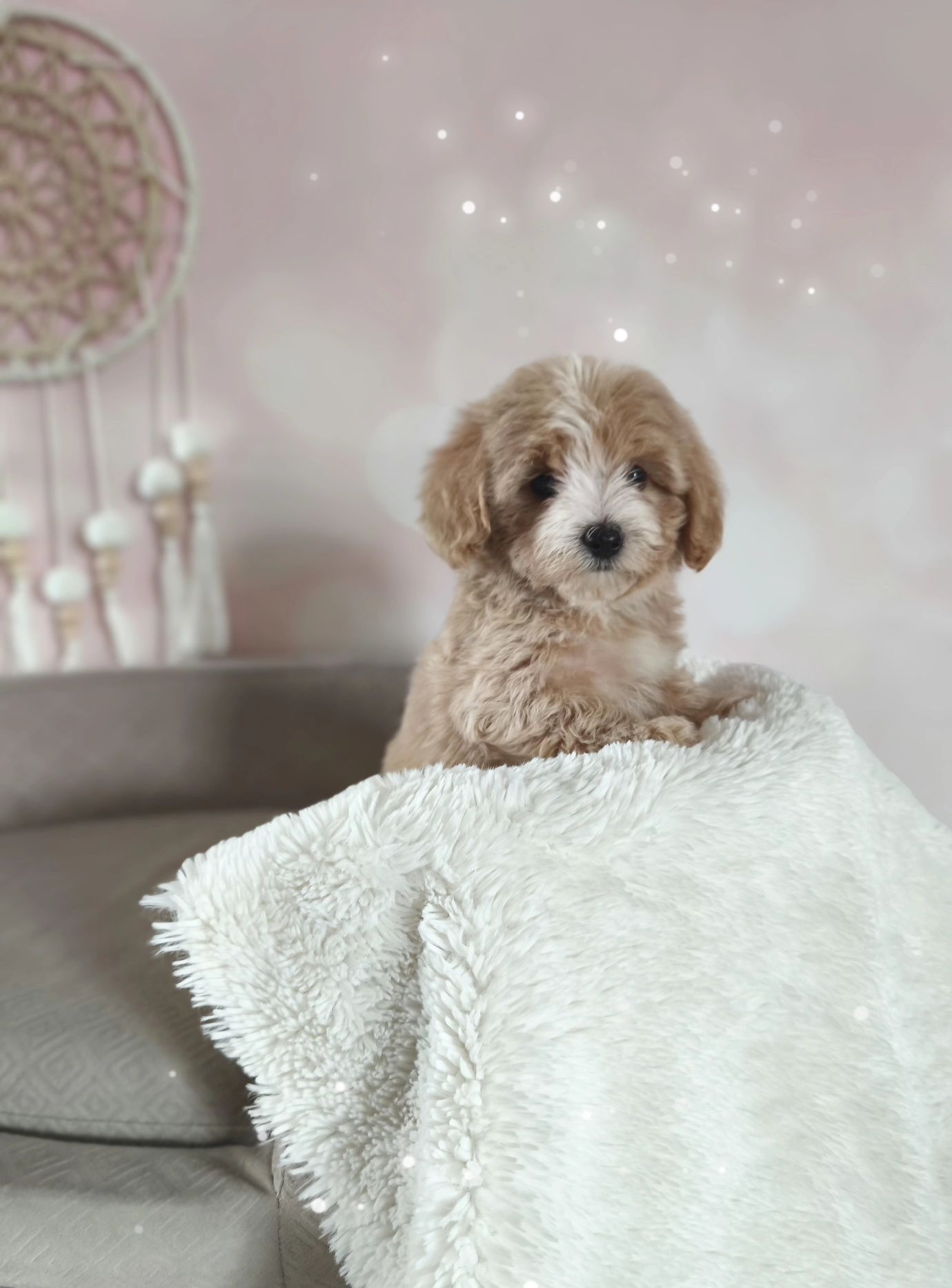 Cudowna suczka rasy maltipoo