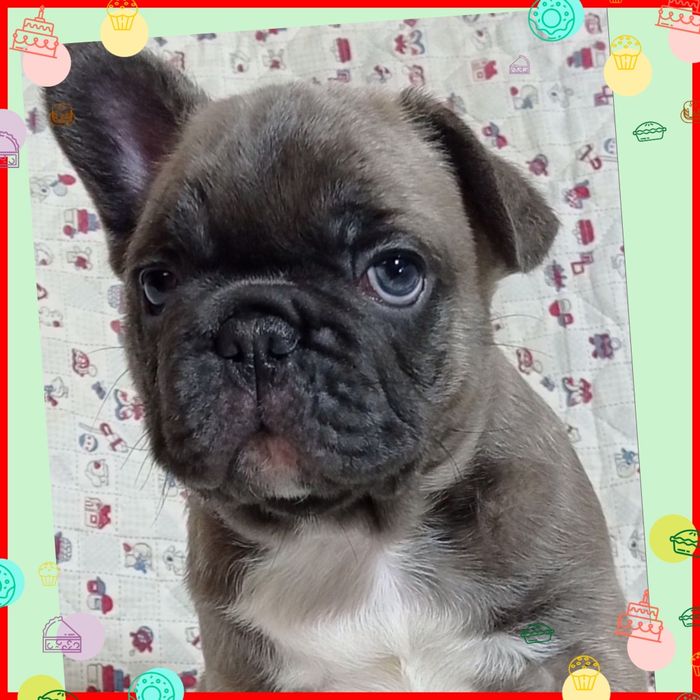 Класнючі бульдожатка